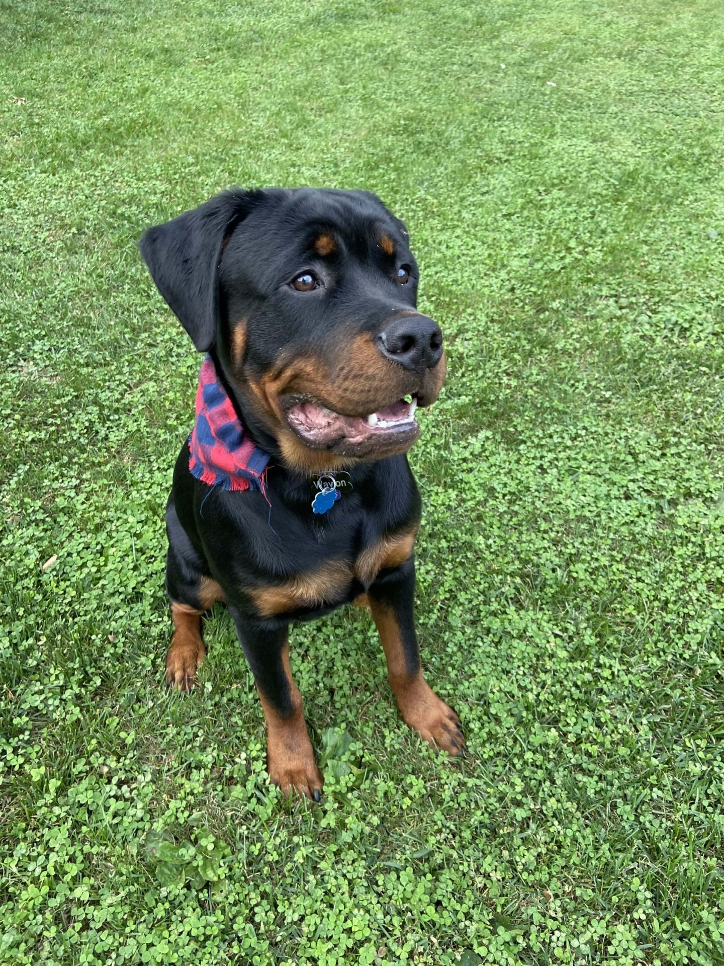 Benefits of Having a Dog Park in Your Community Playworx